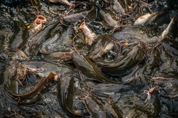 Catfish