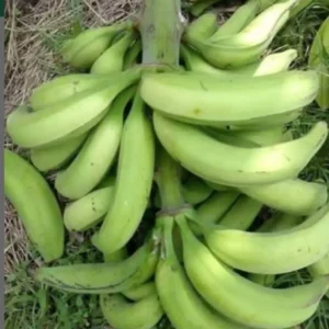 Plantain - ₦20,000/bunch