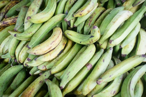 Plantain